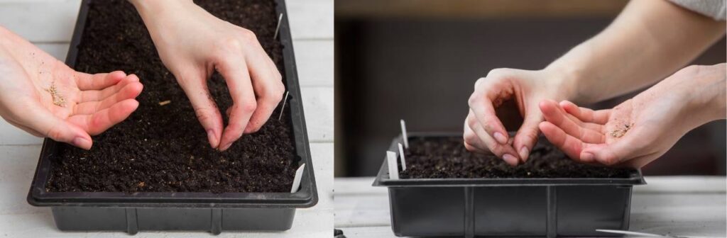 Sow The Seeds In The Seed Germinating Tray.