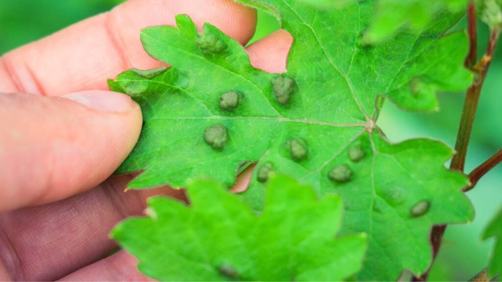 Possible Diseases Of Grapes And Pest Attacks