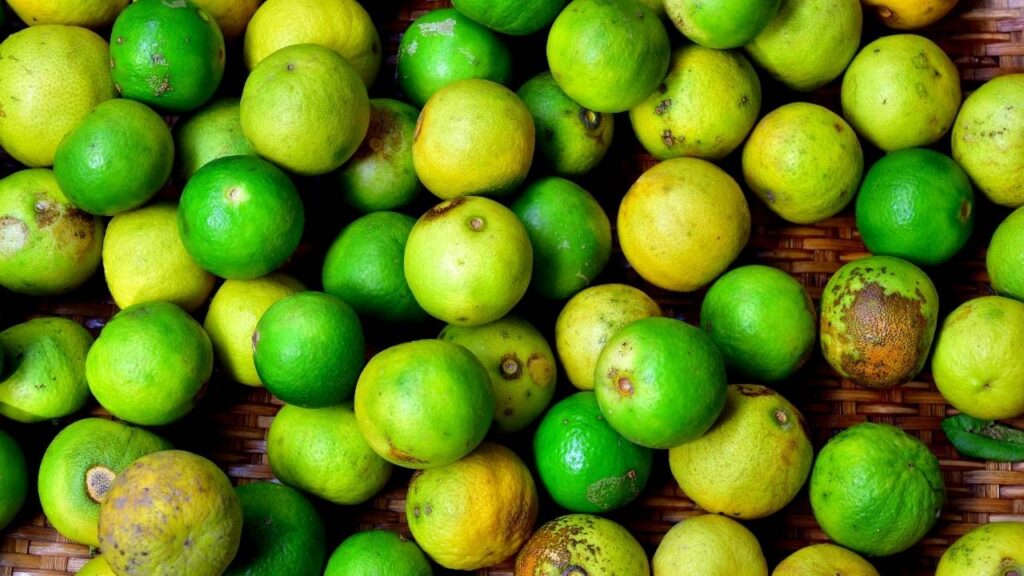 Fruit drop is also a common problem of lemon trees