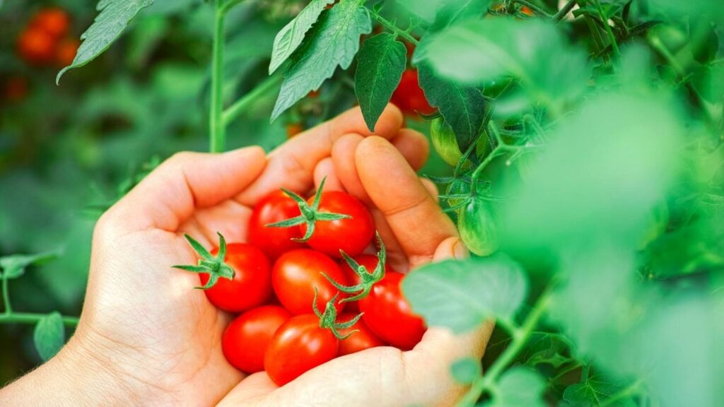 The Incredible Way To Grow Cherry Tomatoes From Fresh Tomatoes ...