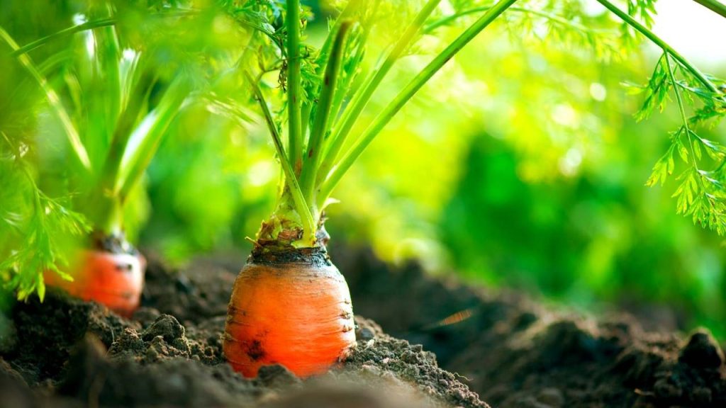 CARROTS. Grow carrots in the wicking bed so that they can uptake the right amount of nutrients and show better growth.