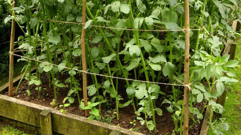 BEANS. Beans are heavy nitrogen feeders as bean plants become mature in less than 2 months. So mostly when we grow beans in our garden our beans could not uptake all the essential nutrients which are needed for the bean plant growth.