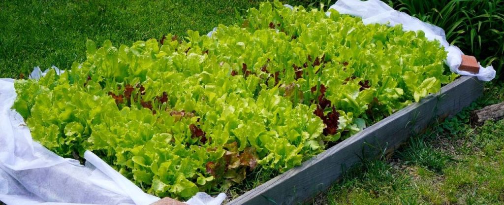 LETTUCE. When we mostly grow in the garden some weeds may grow along with the lettuce.  Your lettuce plants need a lot of care but if you are a busy person you could not take care of your lettuce plant properly.