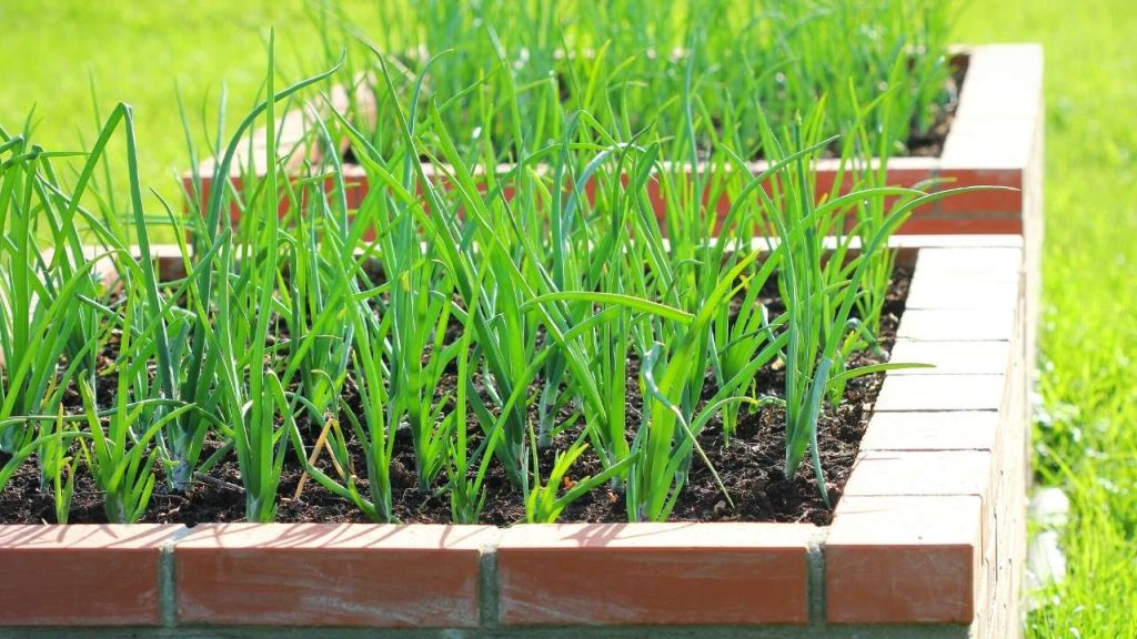 ONIONS. The onion needs a lot of nutrients for its proper growth so our suggestion for you is to sow seeds in the wicking bed and fill the wicking bed with the potting soil. 