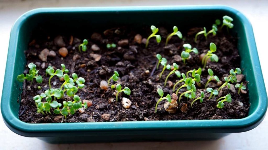 Seeds Germinating Mistakes. Avoid These 12 Starting Seeds Germinating Mistakes.