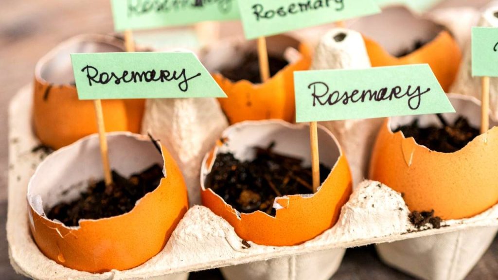 Plant labels. When we sow seeds in the seed germinating tray we forget about inserting a plant label. Because of this reason we have no idea when we have to import our seedlings outdoor.