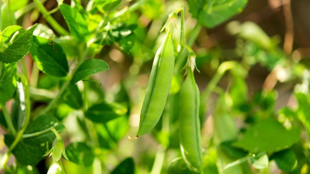 Grow Peas Upside Down. When you grow peas upside down it will produce more variety as compared to growing on the ground. Peas grow faster than other crops. You can grow your peas before two weeks of the last frost. 