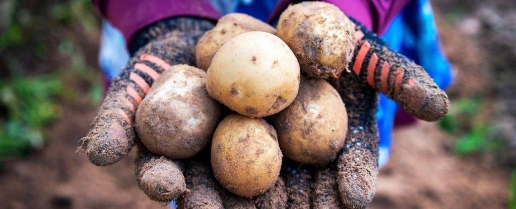 Harvesting of potatoes. After 4 to 5 months your potatoes will become mature and healthy.