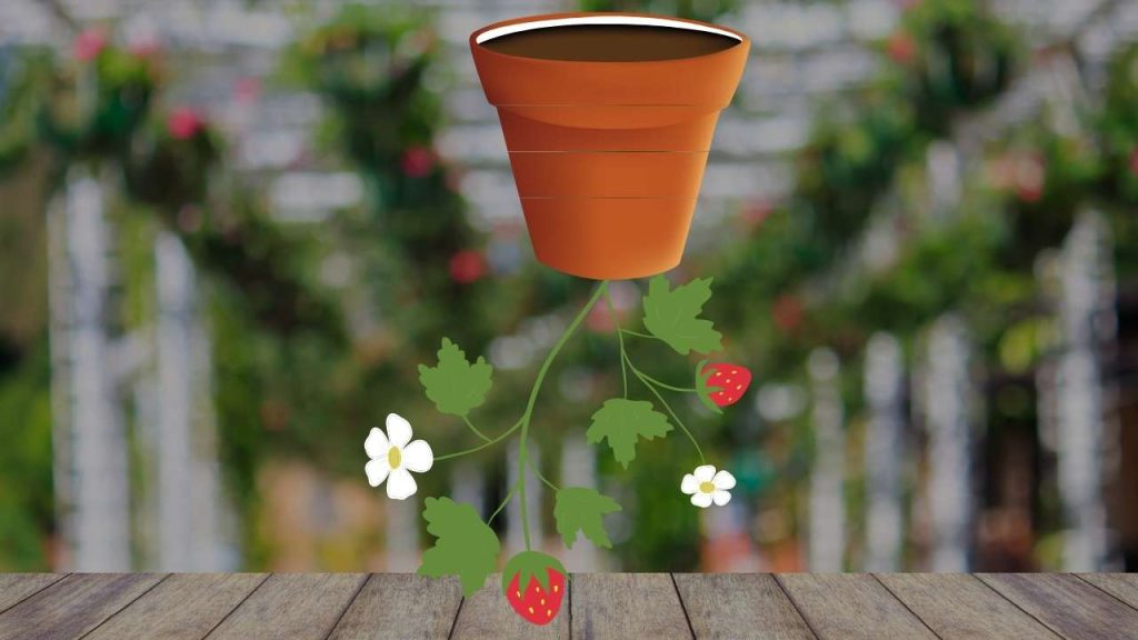 grow strawberry upside down. Strawberries are hanging so that you can save space. You do not need a garden or yard, it also increases light exposure. 