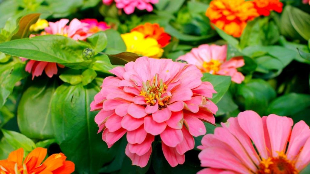 How To Grow Zinnias Flower From Seeds