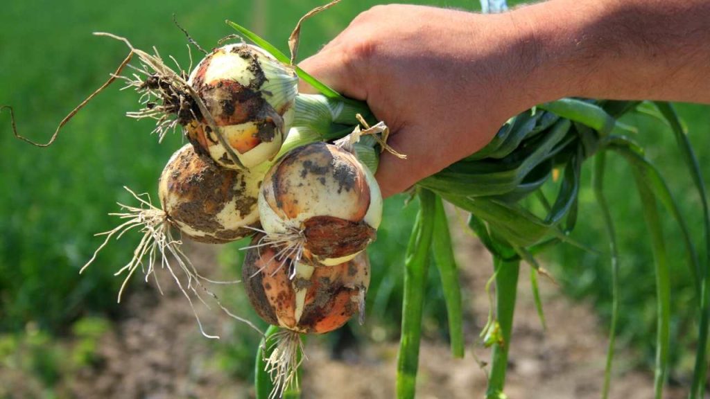 Harvesting of onions