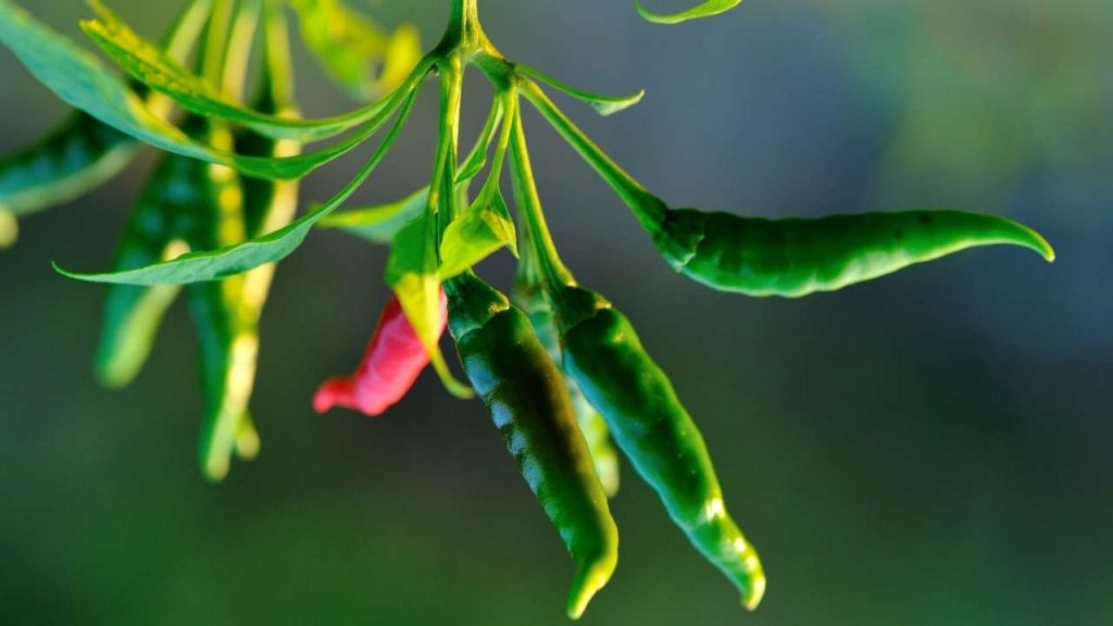 Apply Balance Blend Plant Food. Like other plants, peppers also require peppers for proper growth. So oxygen, nitrogen, and phosphorus sources apply to plant balanced plant food as your pepper plant grows properly.