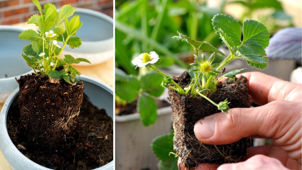  Variety Of strawberry. When you are going to start your gardening for growing plants buy a day-neutral strawberry plant because it grows year long, does not spread, has no runners, and has small fruits that's why it is best for growing upside down.