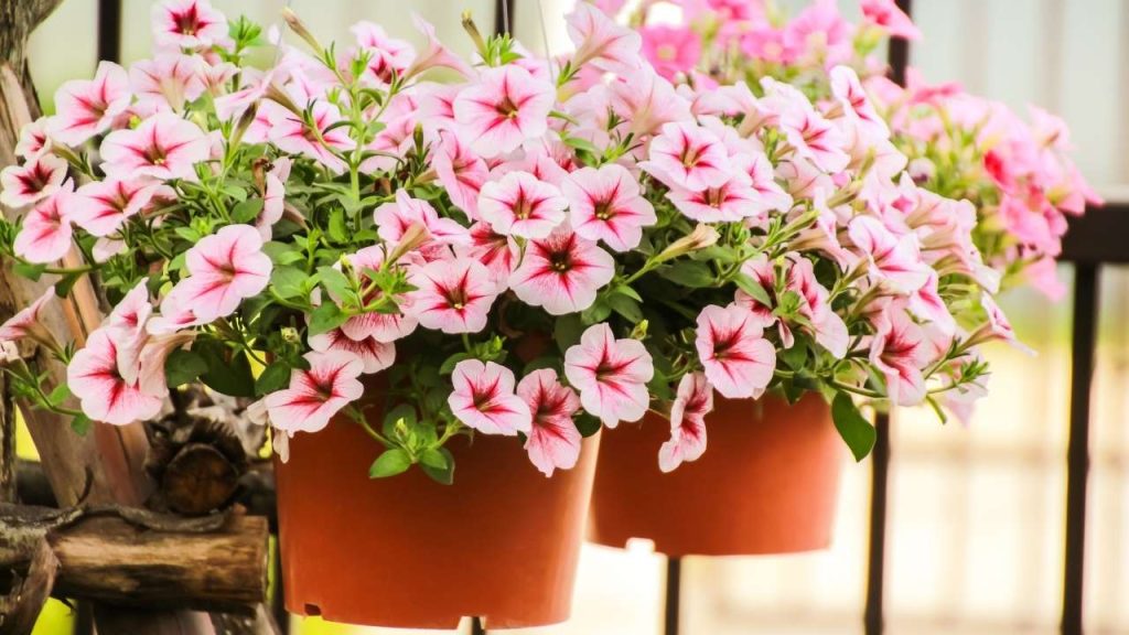 Ornamental Plants. Those plants you can grow in pots you can grow easily upside down so that you can grow ornamental plants upside down like petunias as it is very easy to grow. 