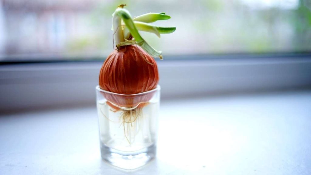 Grow Onions  In Water