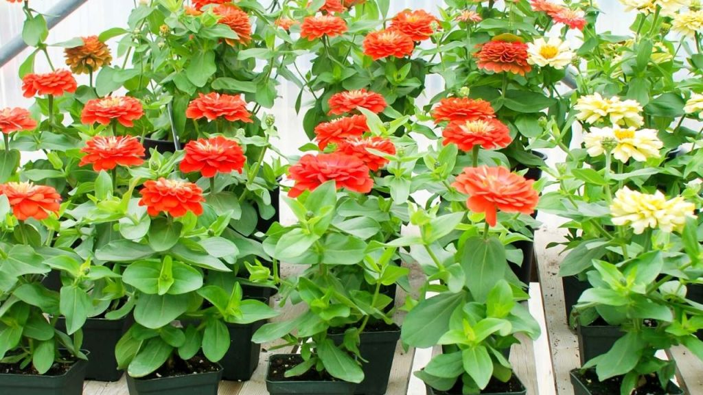 How To Grow Zinnias Flower Indoor?
