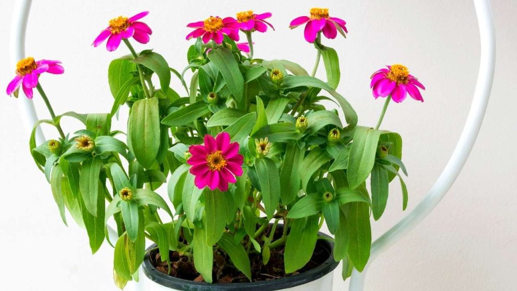 Sunlight Requirement For The Zinnia Plant