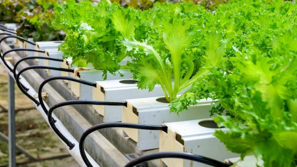 How To Grow Carrots Without Soil ay home. Grow Carrots By Aeroponics.