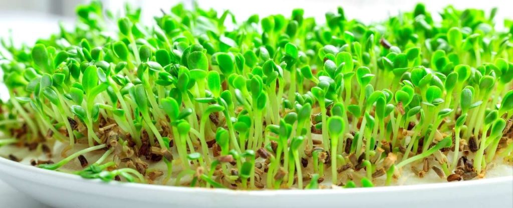Benefits Of Growing Microgreens On The Paper Towel
