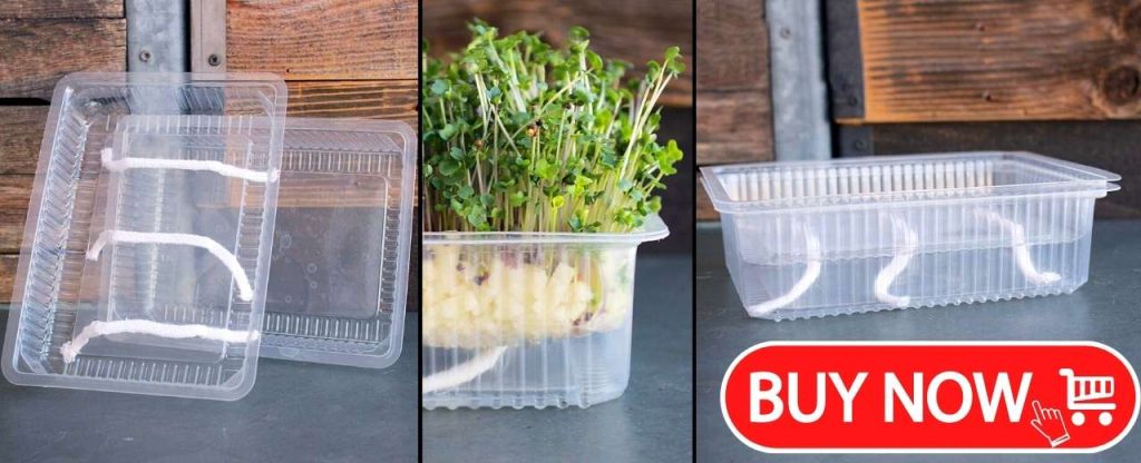For growing microgreens choose a tray or a container that is deeper than 2 inches.