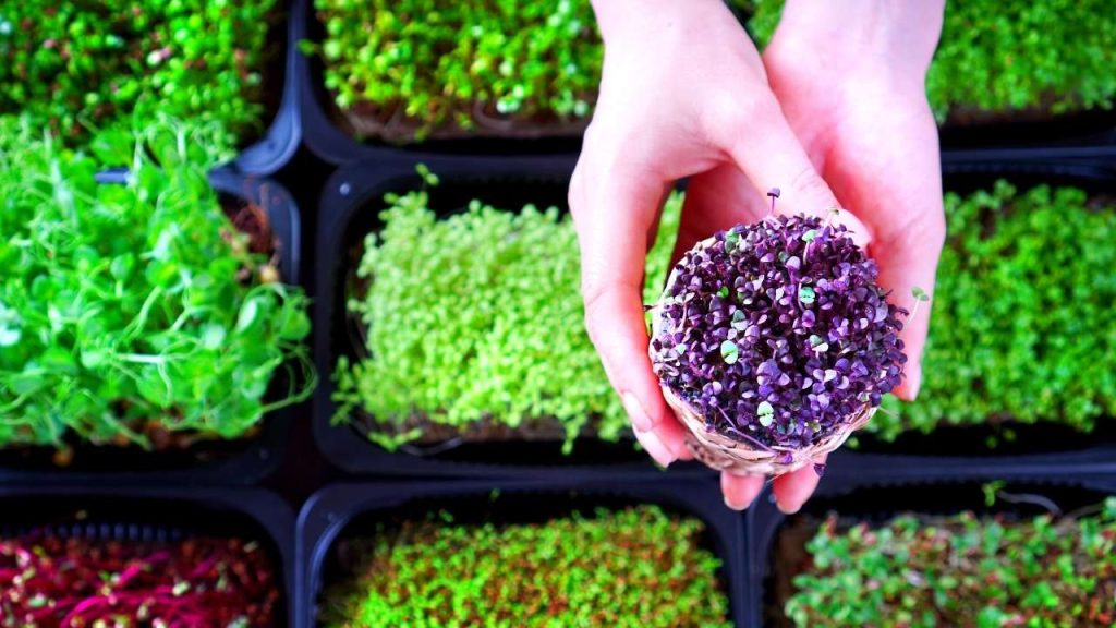 Ideal Temperature For Microgreens
