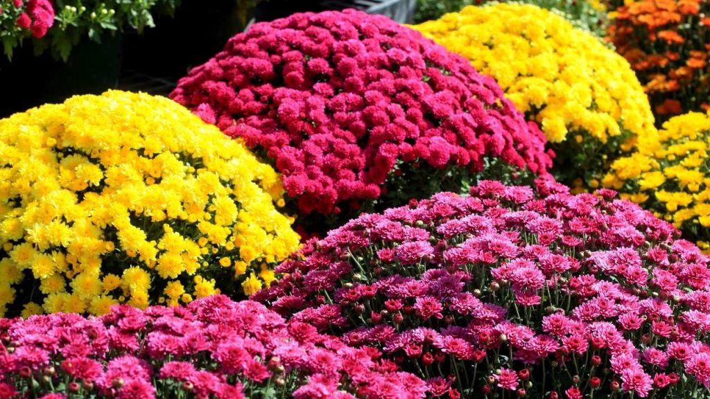 How To Plant Mums In Ground.